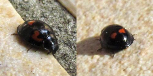 Exochomus quadripustulatus